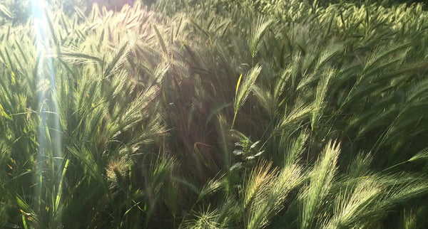 GLI EFFETTI VERSATILI DELL'ERBA D'ORZO SU CAPELLI, PELLE E SALUTE