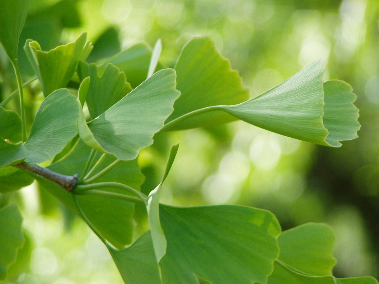 GINKGO: FUNZIONE, EFFETTO E DIFFERENZE CON IL GINSENG